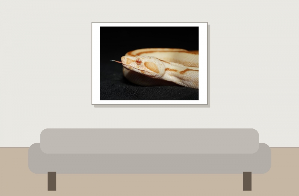 Boa Constrictor — 20251115-2025-11-15 — 70 × 50 cm