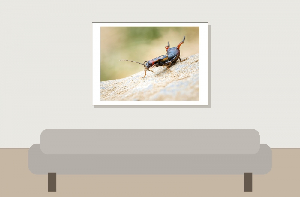 Anechura Bipunctata — 20250812 — 70 × 50 cm