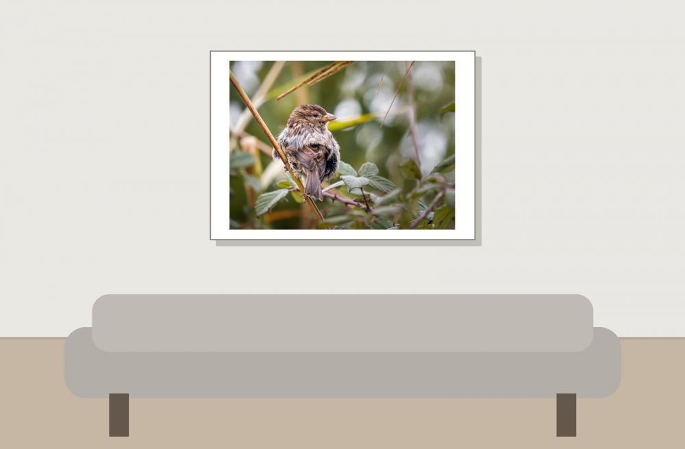 House Sparrow in 20251201 — 70 × 50 cm