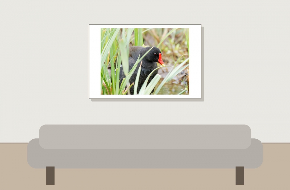 Gallinula Chloropus — 20250518 — 60 × 40 cm