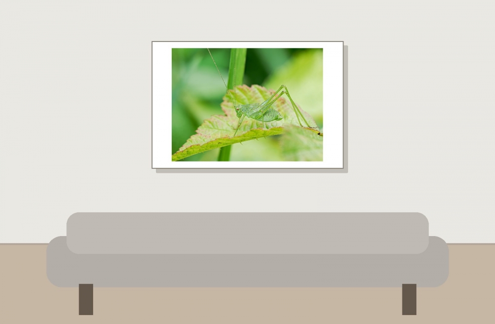 Leptophyes Punctatissima — 20250722 — 60 × 40 cm