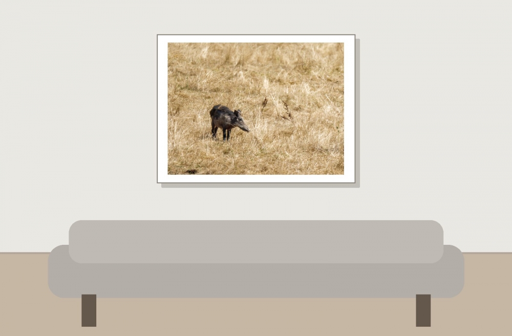 Wild Boar in Cheny — 40 × 30 cm