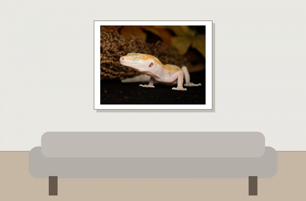 Eublepharis Macularius — 20251114-2025-11-15 — 40 × 30 cm