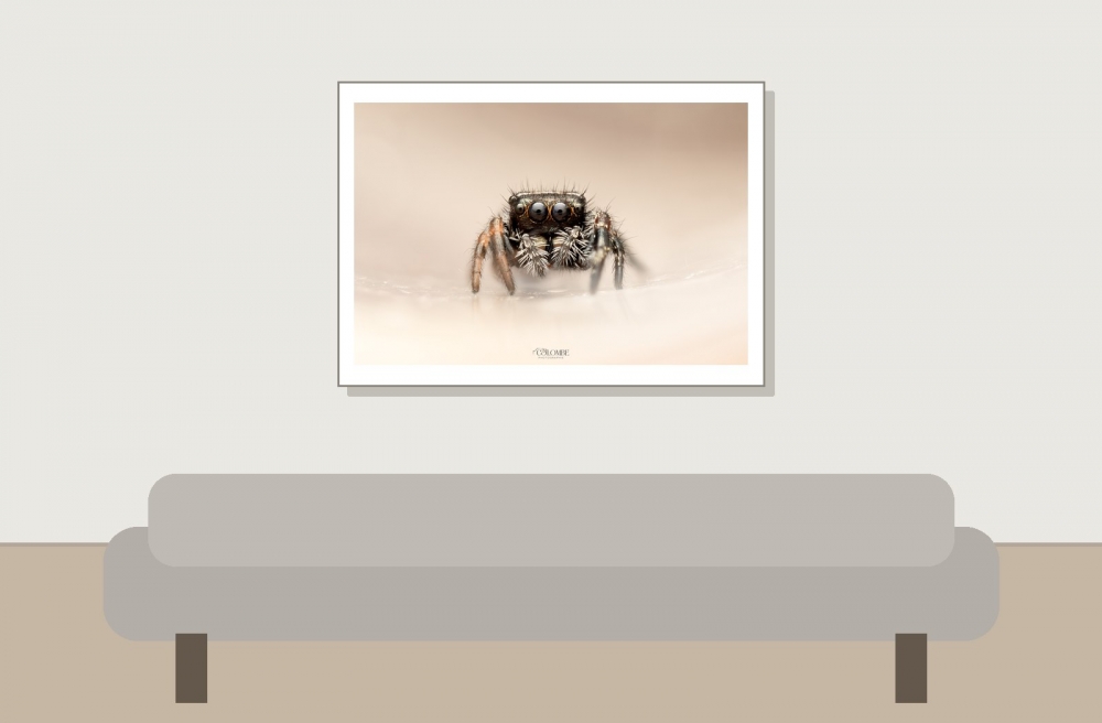 20250124,25 Neuneu Phidippus Regius Bahamas — 70 × 50 cm
