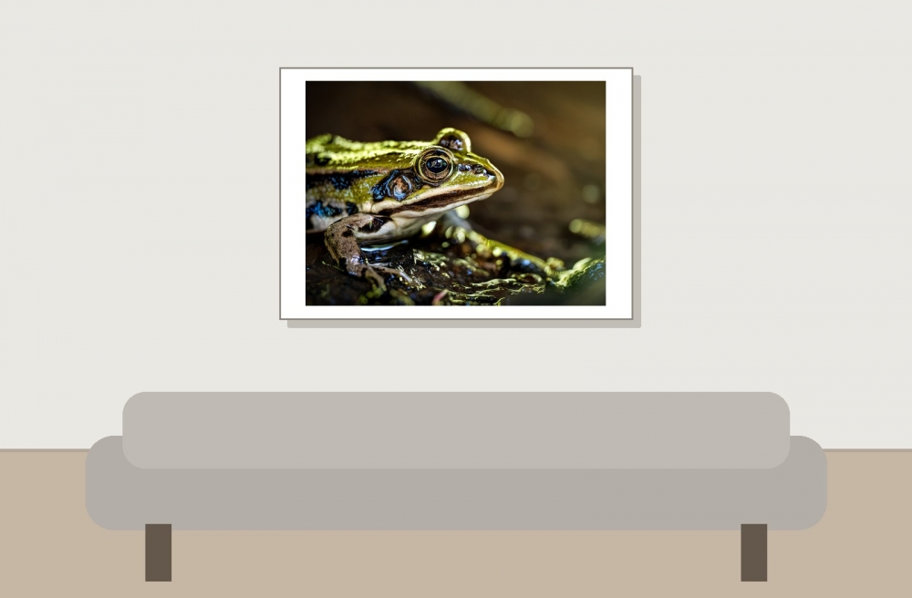 Water Frog in Mézières-en-Brenne — 70 × 50 cm