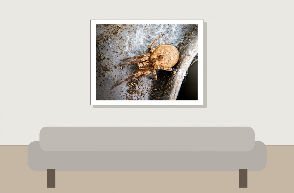 Zoropsis Spinimana — Joigny