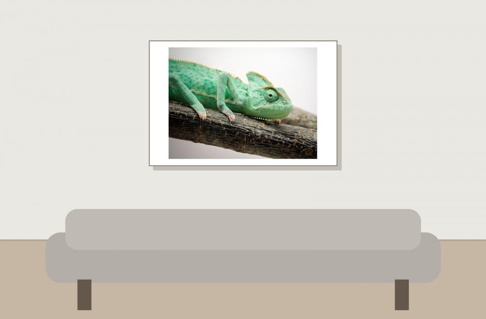 Calyptratus — 20251115-2025-11-15 — 60 × 40 cm