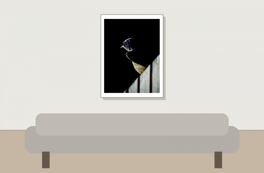 Hirundo Rustica — Rosnay — 30 × 40 cm