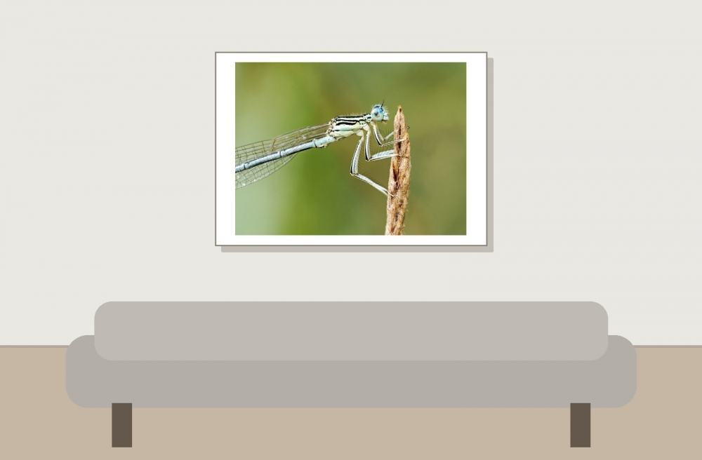 Platycnemis Pennipes — 20250722 — 70 × 50 cm