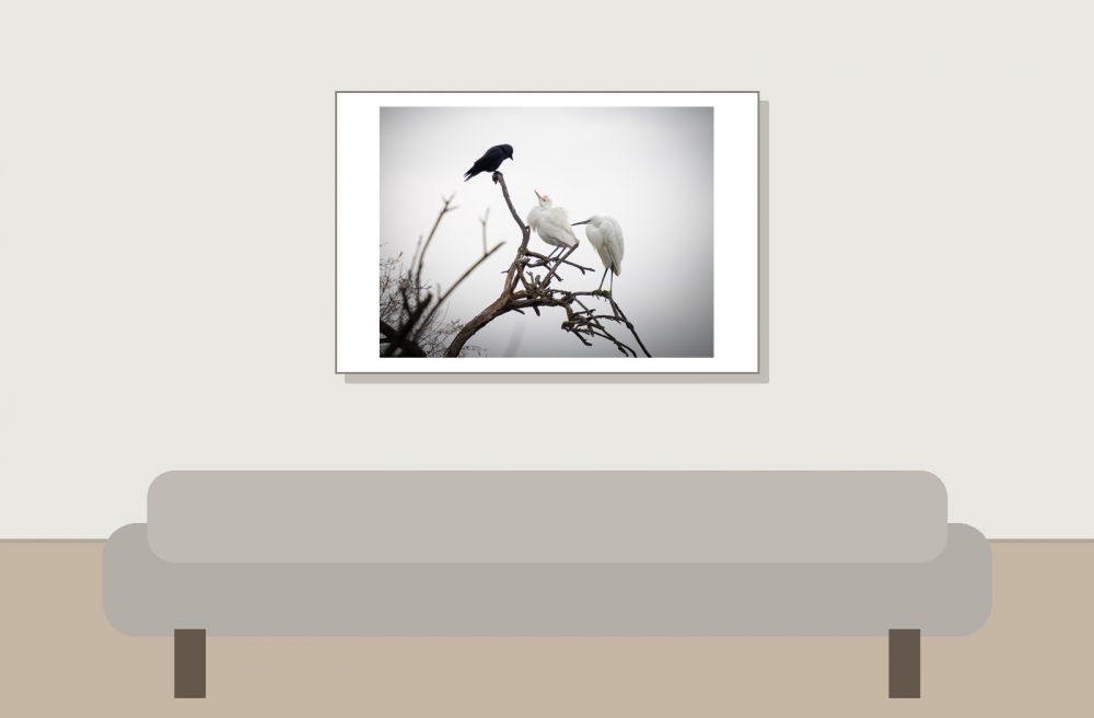 Ardea Ibis — 20251201 — 60 × 40 cm
