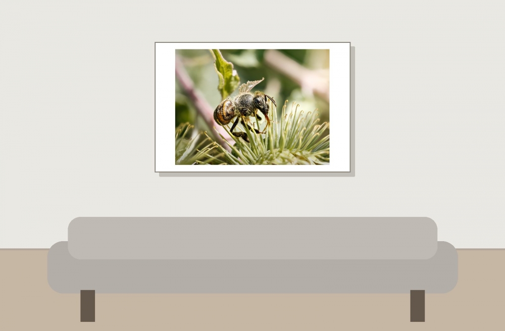 Apis Mellifera — Cheny 