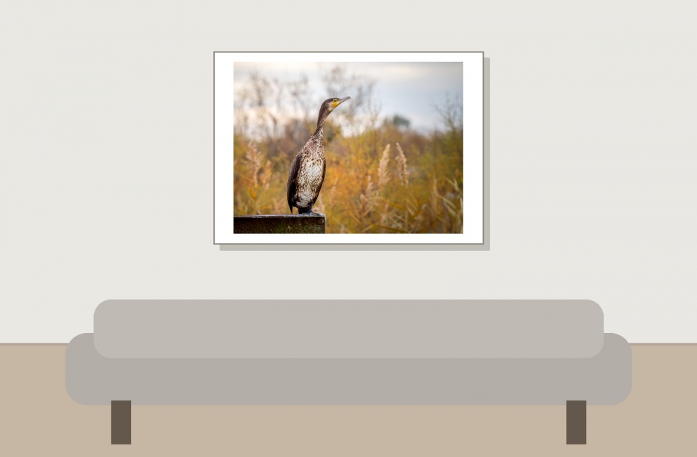 20251204 - Delons Colombe - Salin De Giraud -  (13) — 20251204 — 70 × 50 cm