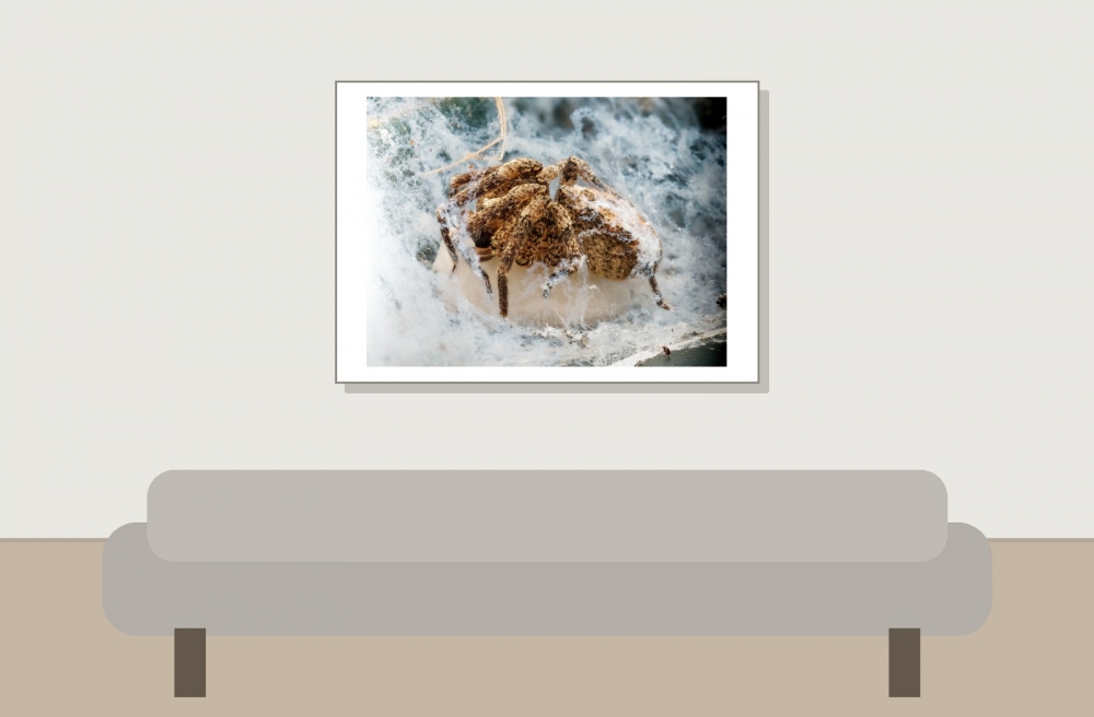 Zoropsis Spinimana 3 — Cheny — 70 × 50 cm