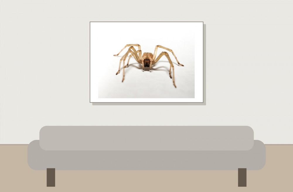 Cheiracanthium Mildei — Gentilly — 70 × 50 cm