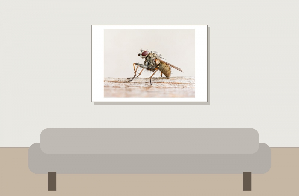 Coenosia Tigrina — 20250720 — 60 × 40 cm