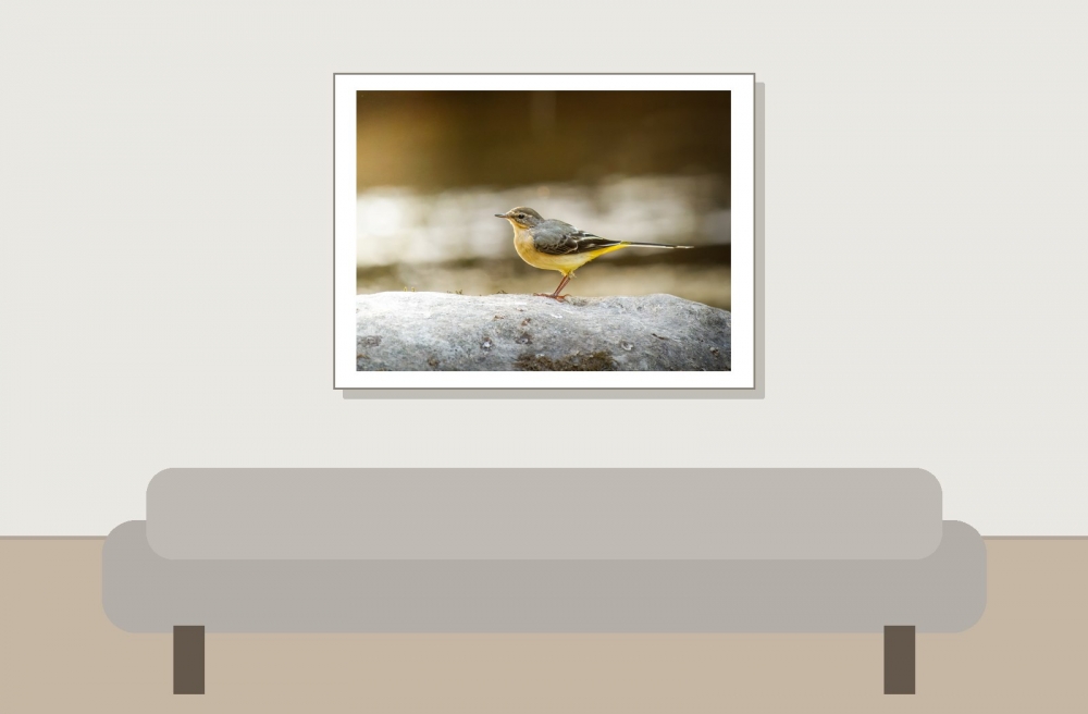 Motacilla Cinerea — Les Planches-en-Montagne — 40 × 30 cm