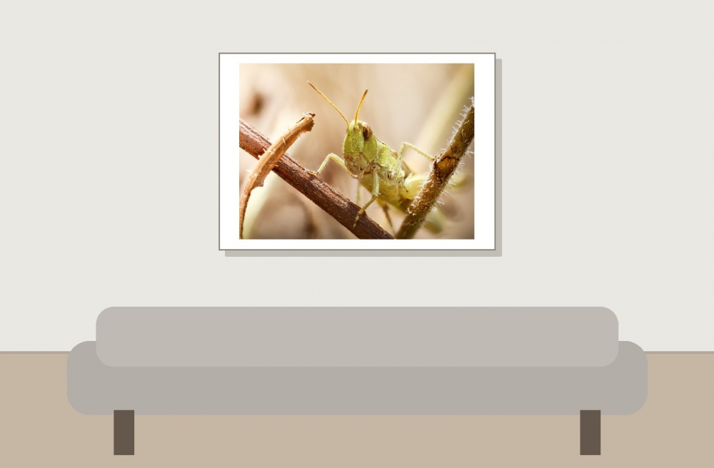 Chorthippus Biguttulus Group — Cheny — 70 × 50 cm