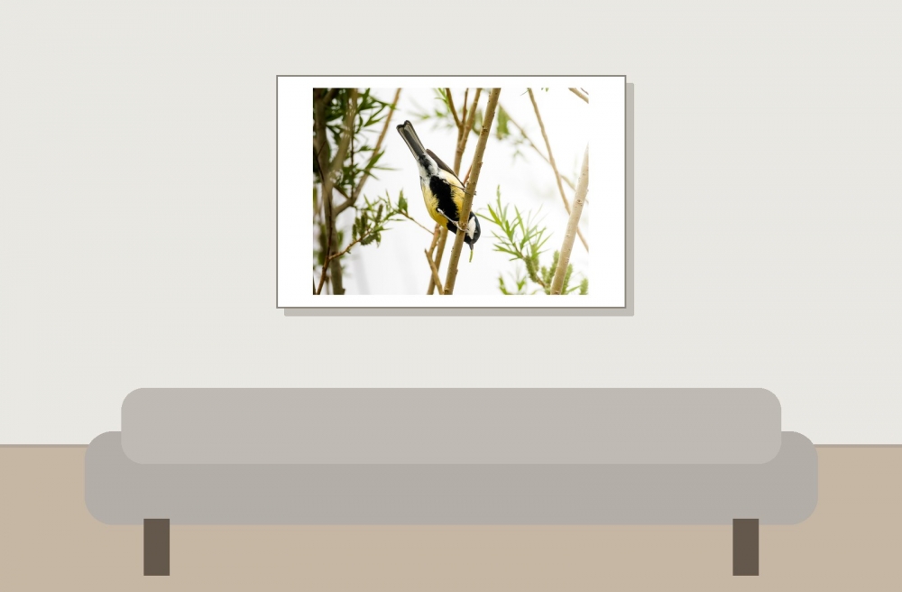 Parus Major — Congis-sur-Thérouanne 