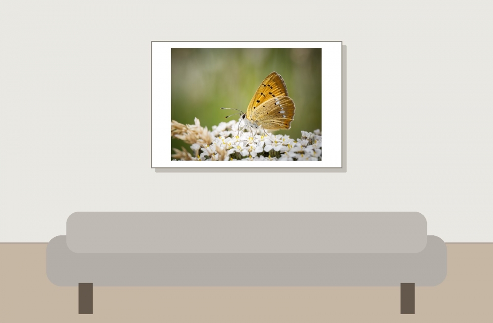 Lycaena Virgaureae — 20250811 — 60 × 40 cm