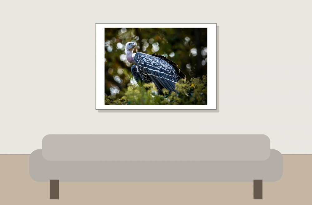 Gyps Fulvus — 20251014 — 70 × 50 cm