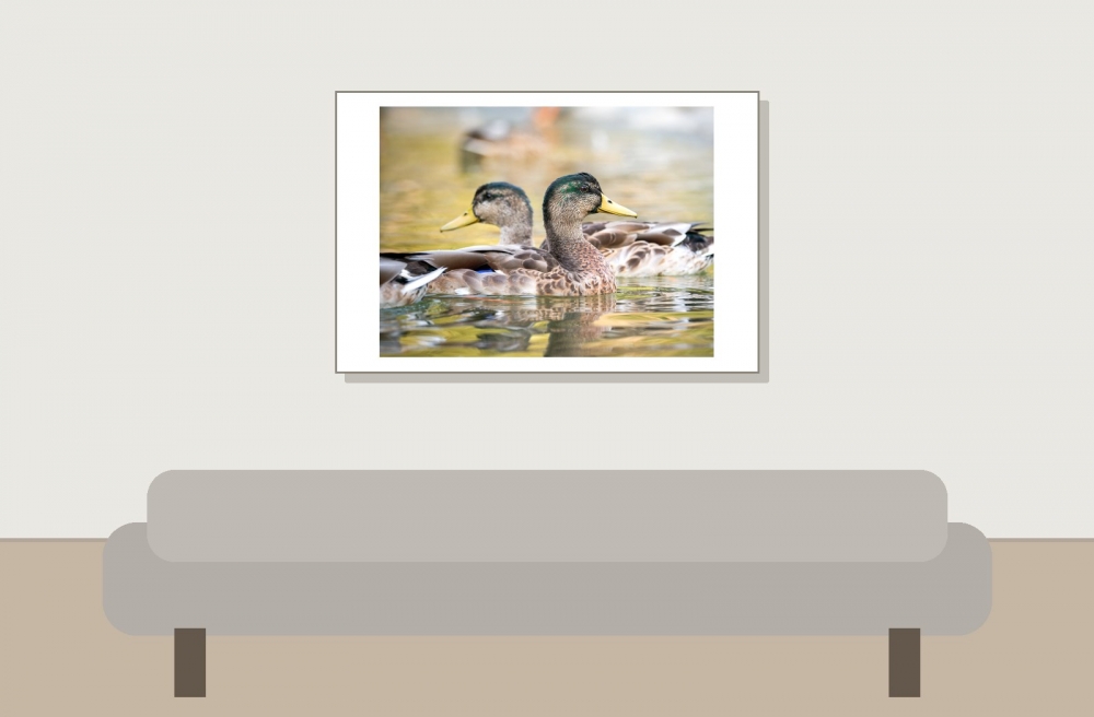 Anas Platyrhynchos — Bois de Boulognes — 60 × 40 cm