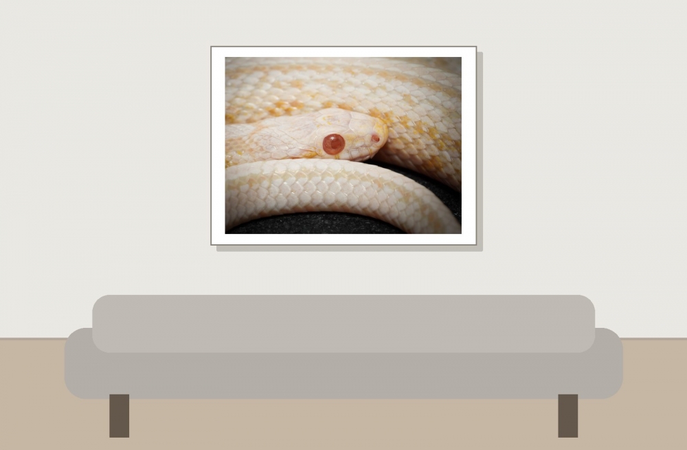 Pantherophis Guttatus — 20251115-2025-11-15 — 40 × 30 cm