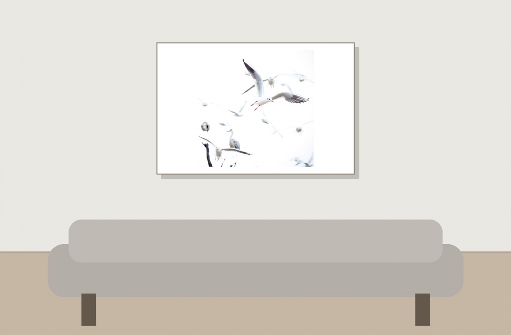 Chroicocephalus Ridibundus — 20251201 — 60 × 40 cm