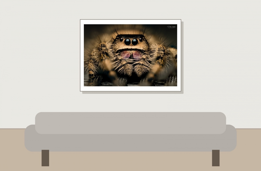 20250124,25 Cercei Phidippus Regius Dos Gardenas — 70 × 50 cm
