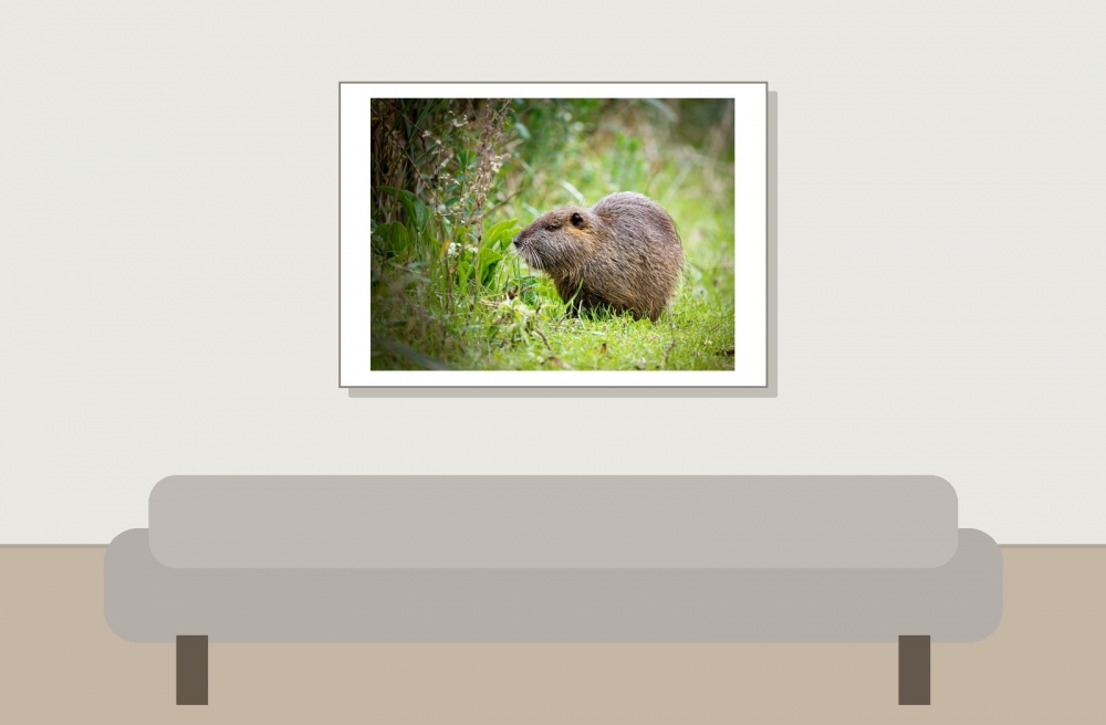 Myocastor Coypus — 20251201 — 70 × 50 cm