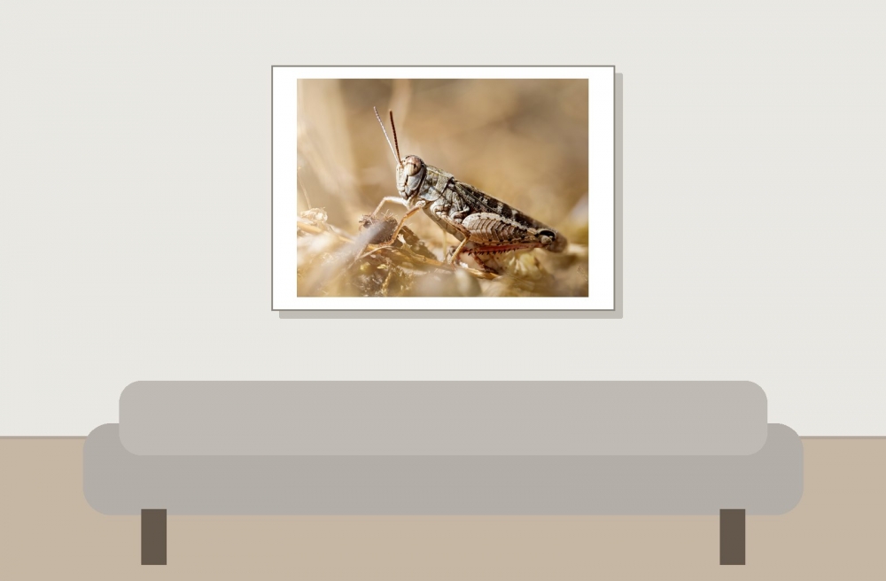 Calliptamus Italicus — Cheny