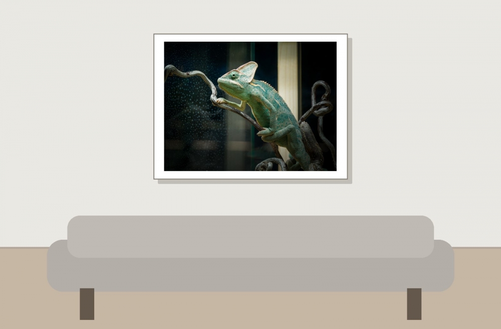 Chamaeleo Calyptratus — 20251115-2025-11-15 — 40 × 30 cm