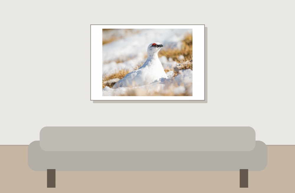Lagopus Muta 148 — Saint-Agnan-en-Vercors — 60 × 40 cm