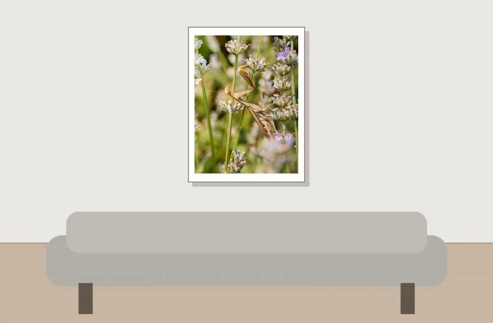 European Praying Mantis in Venoy — 30 × 40 cm