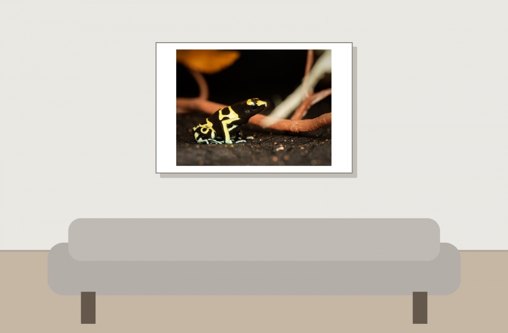 Dendrobates Leucomelas — 20251115-2025-11-15 — 60 × 40 cm