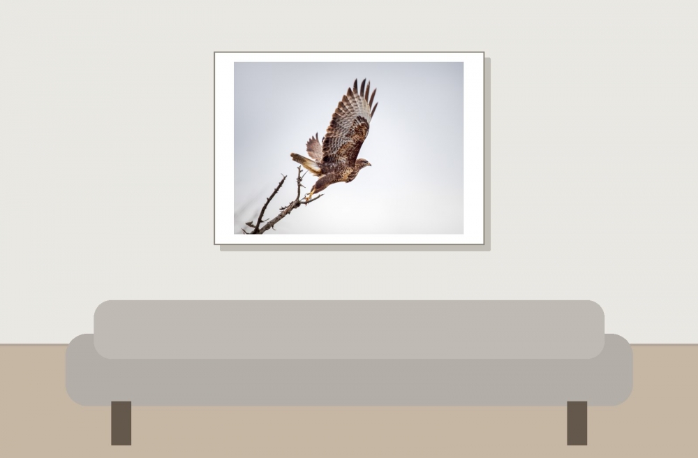 Common Buzzard in 20251204 — 70 × 50 cm