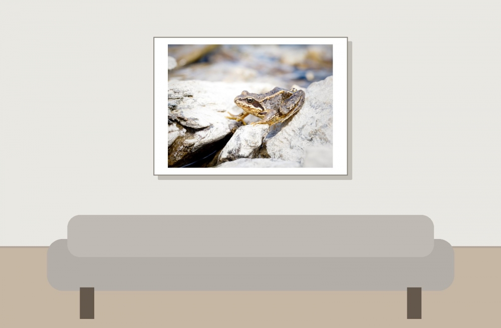 Rana Temporaria — 20250812 — 70 × 50 cm