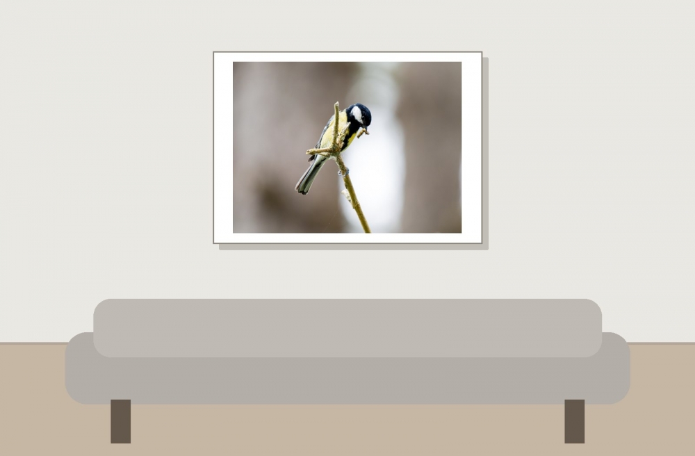 Parus Majo — 20250518 — 70 × 50 cm