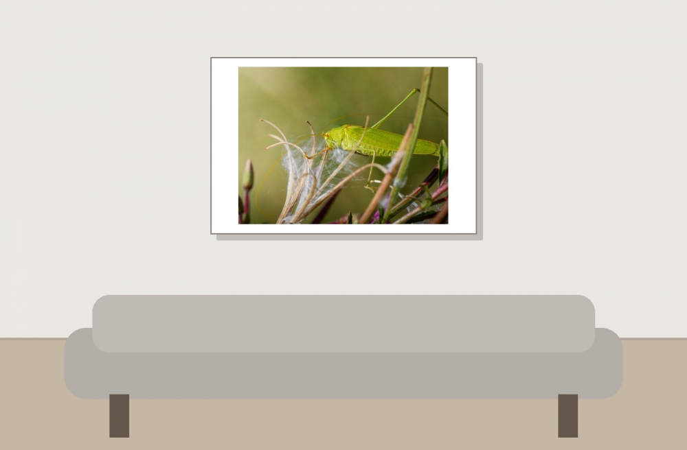 Sickle-bearing Bush-cricket in Frasne — 60 × 40 cm