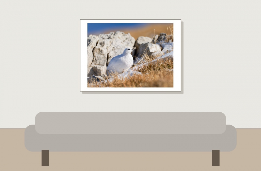 Lagopus Muta 175 — Saint-Agnan-en-Vercors — 70 × 50 cm