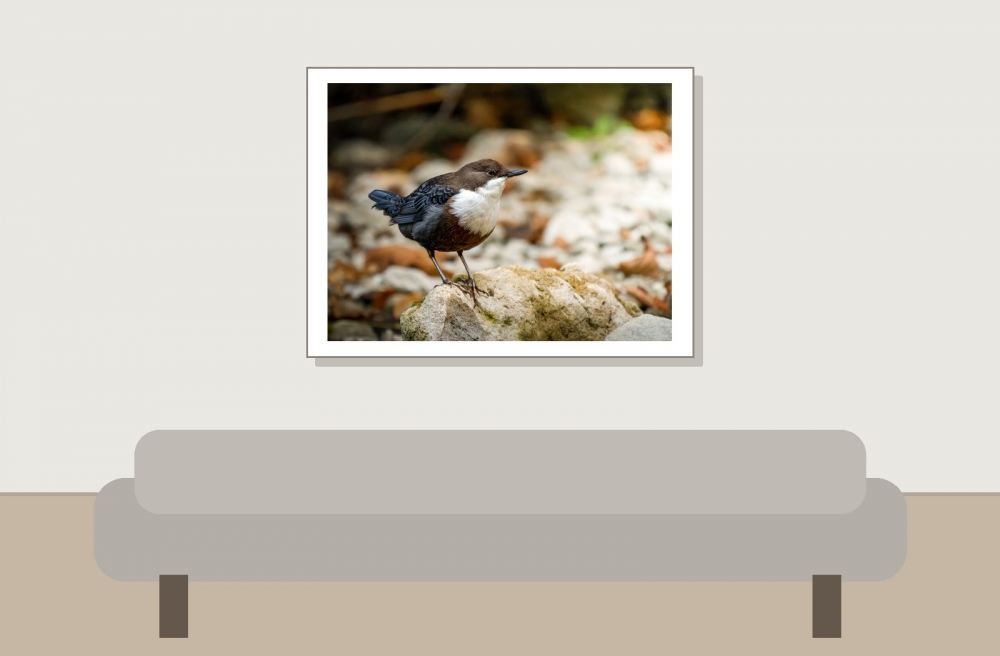 White-throated Dipper in Menétrux-en-Joux — 40 × 30 cm