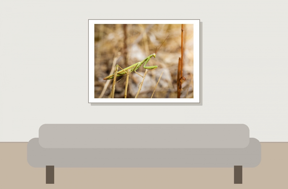 European Praying Mantis in Cheny — 40 × 30 cm