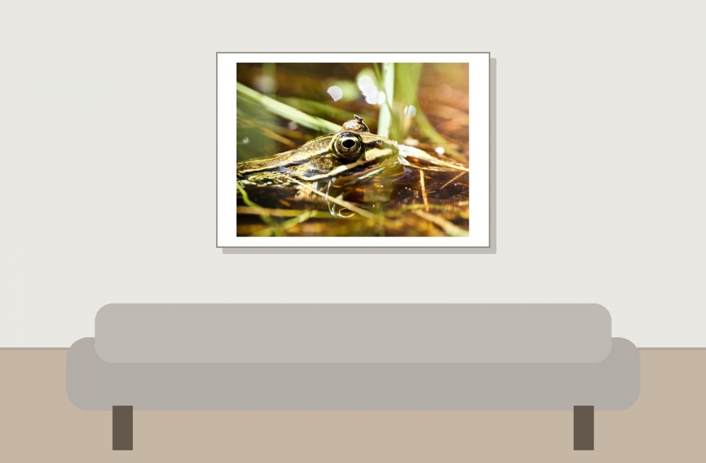Water Frog in Mézières-en-Brenne — 70 × 50 cm
