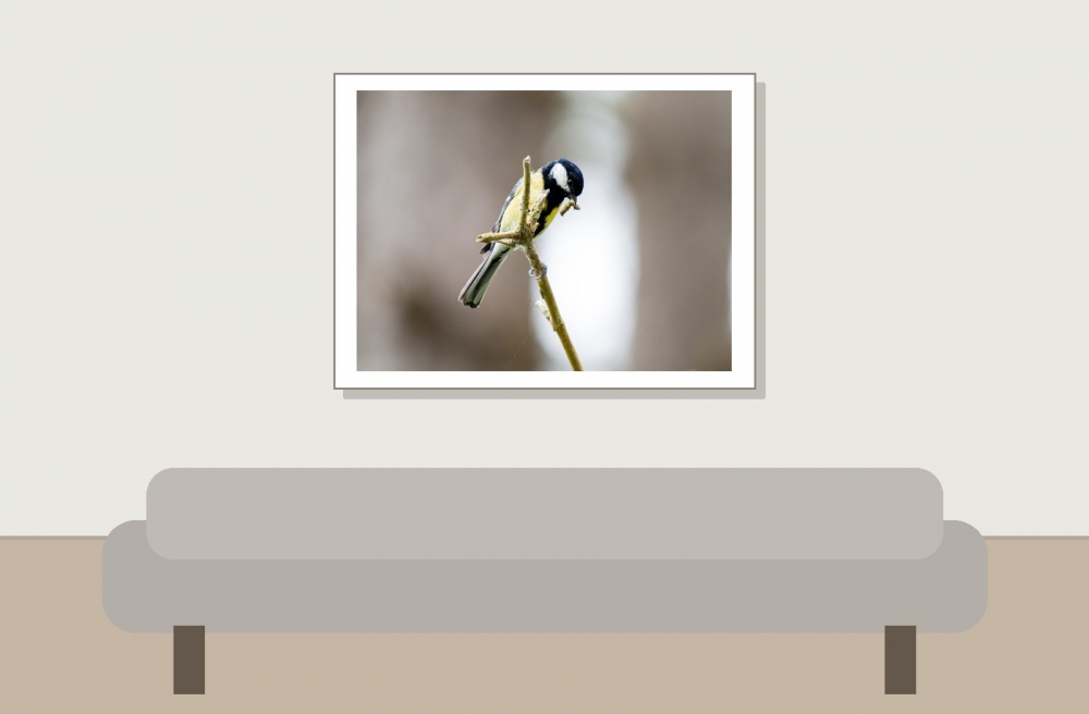 Parus Majo — 20250518 — 40 × 30 cm