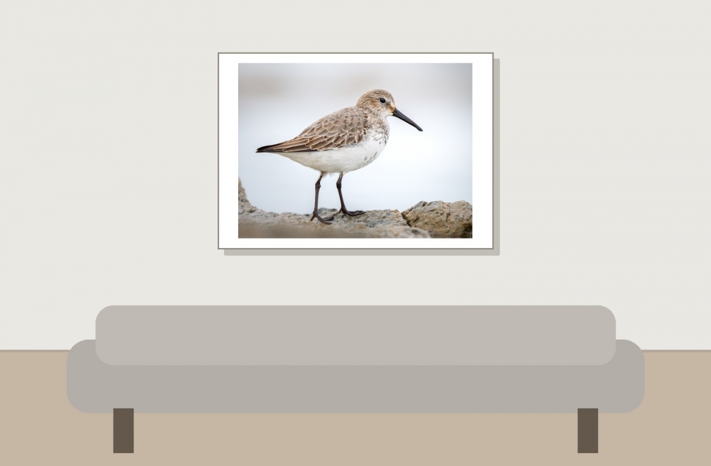 Calidris Alpina — 20251204 — 70 × 50 cm