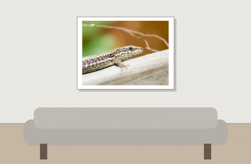 Podarcis Muralis — 20250521 — 40 × 30 cm