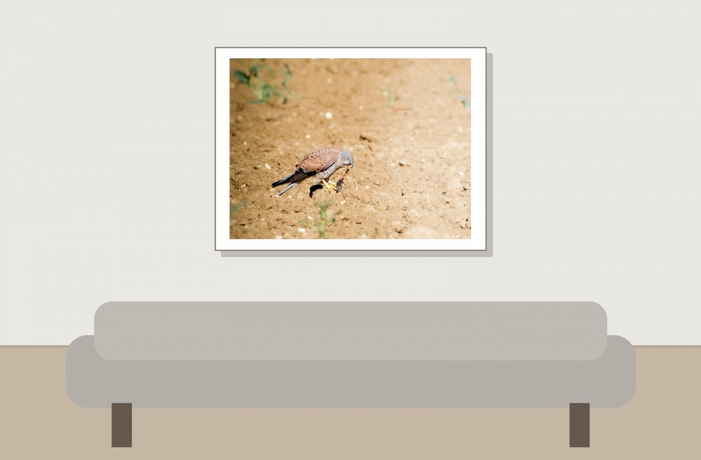 Falco Tinnunculus — Vergigny