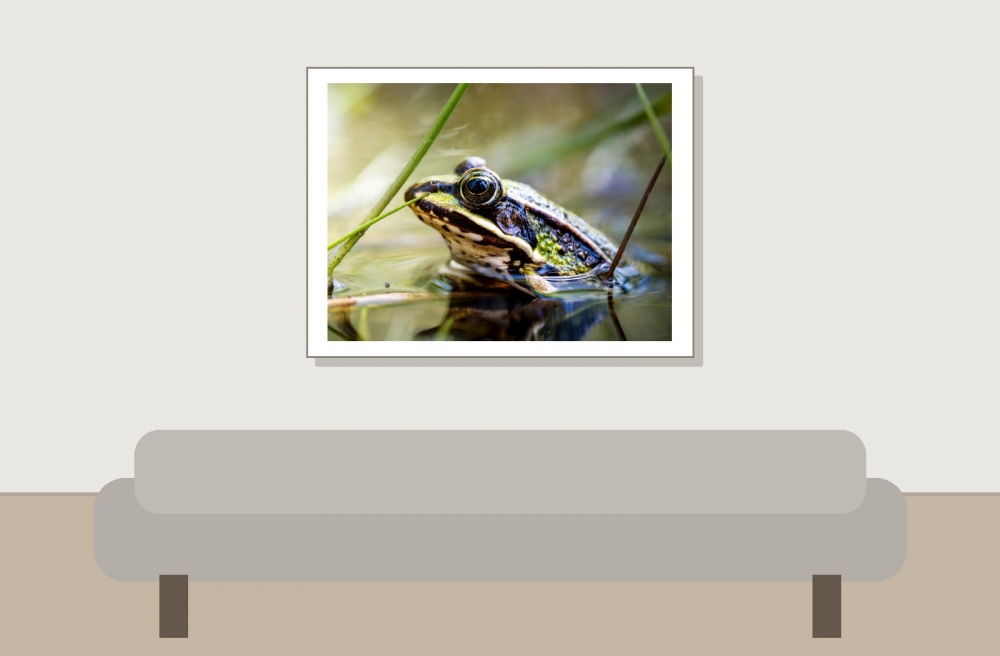 Water Frog in Mézières-en-Brenne — 40 × 30 cm