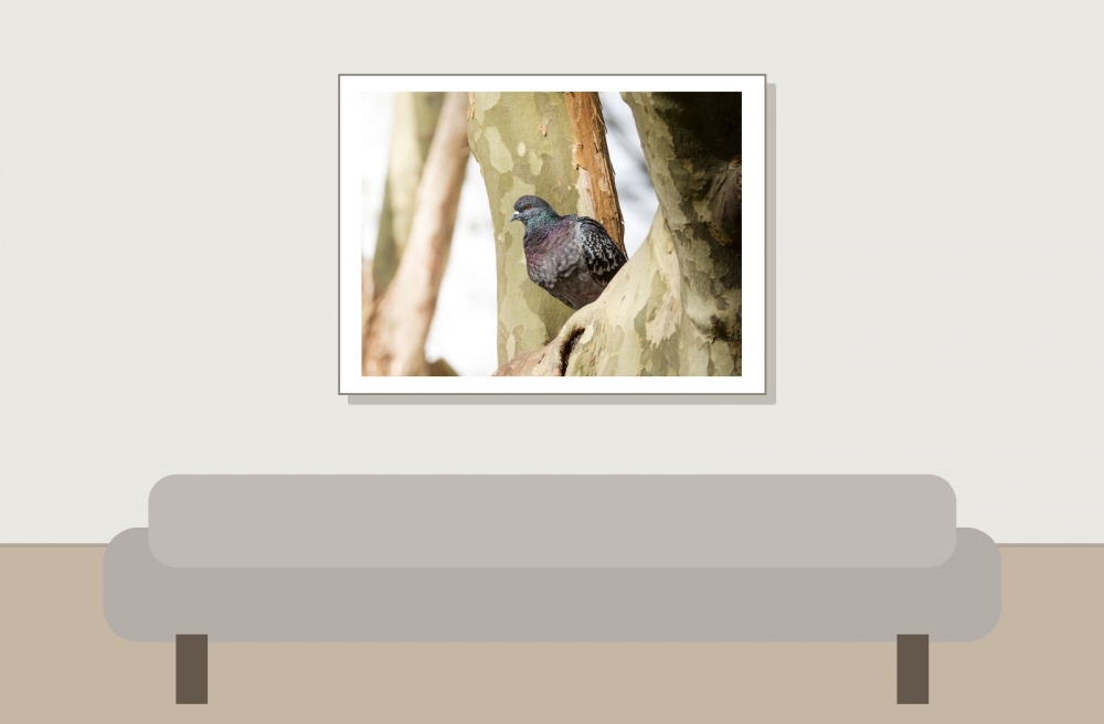 Columba Livia Var. Domestica — Migennes 