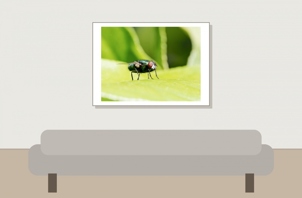 Lucilia Spec — 20250521 — 70 × 50 cm