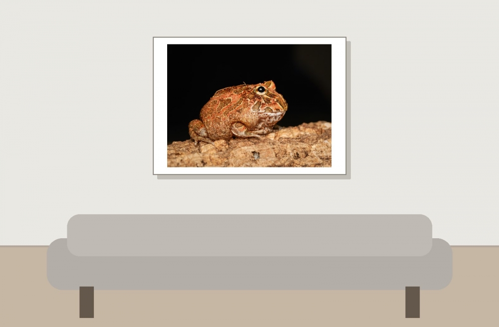 Ceratophrys Cranwelli — 20251115-2025-11-15 — 70 × 50 cm